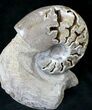 Polished Ammonite Fossil With Stone Base - Tall #20181-4